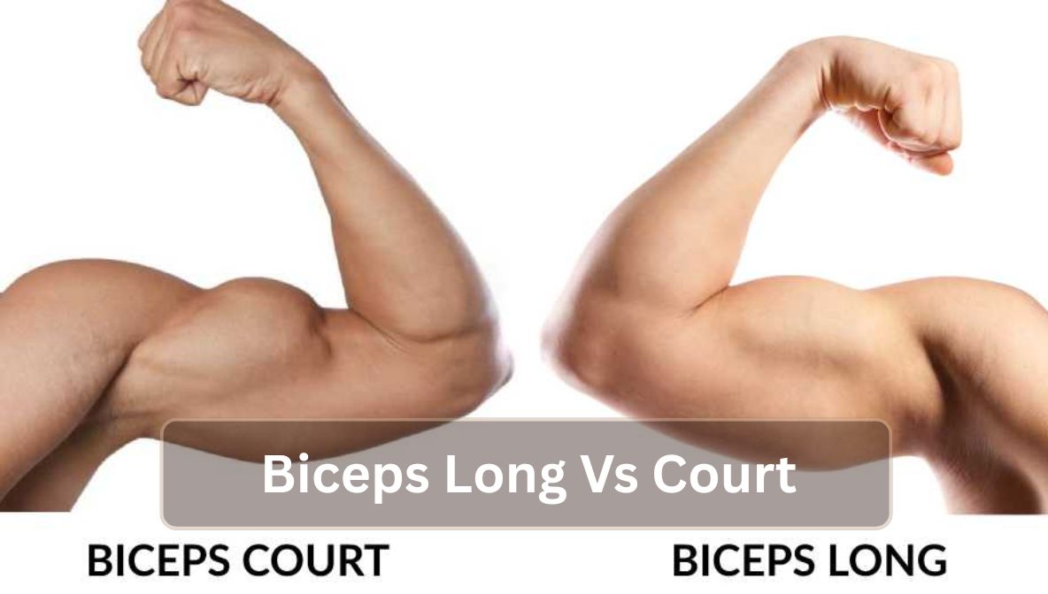 Biceps Long Vs Court